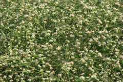 Alternanthera pungens